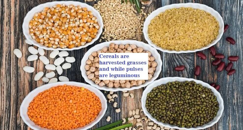 Cereals are harvested grasses and while pulses are leguminous