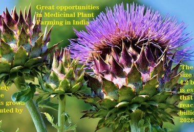 Great opportunities in Medicinal Plant Farming in India
