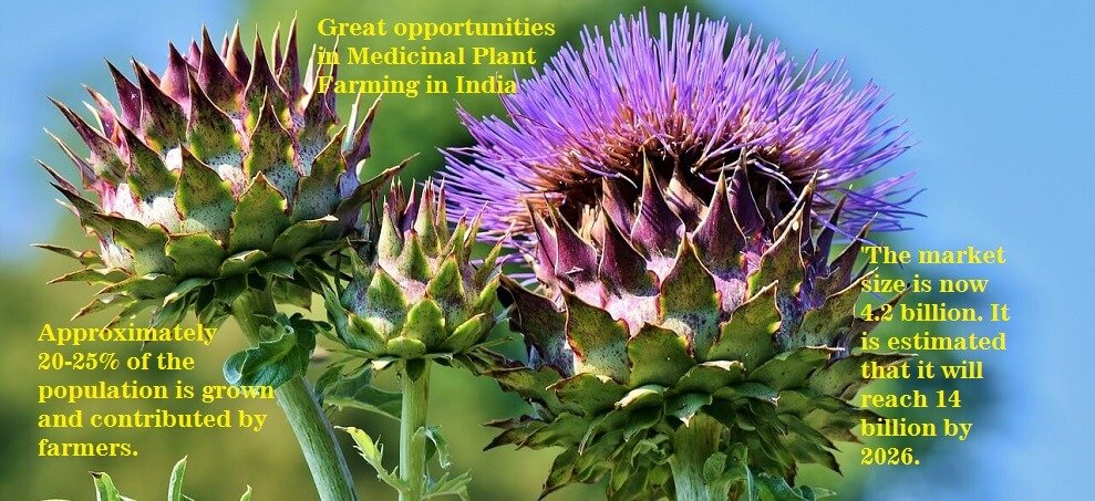 Great opportunities in Medicinal Plant Farming in India