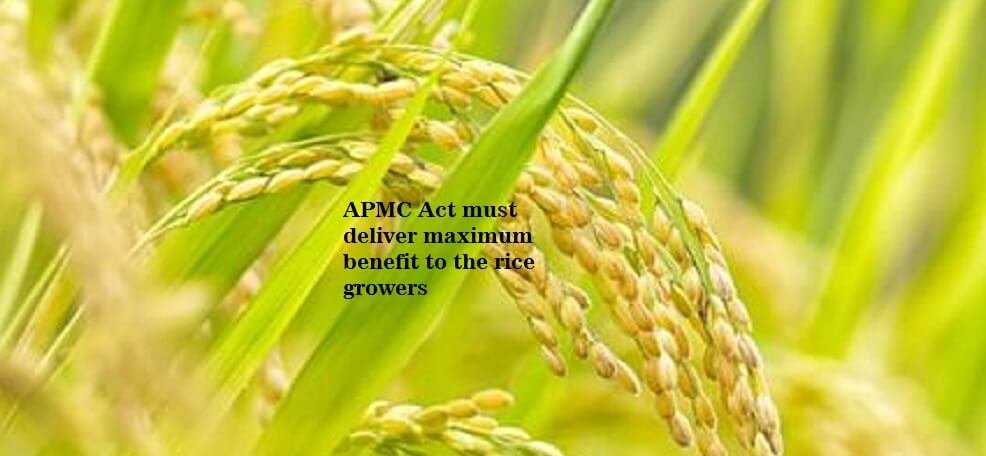 APMC Act must deliver maximum benefit to the rice growers