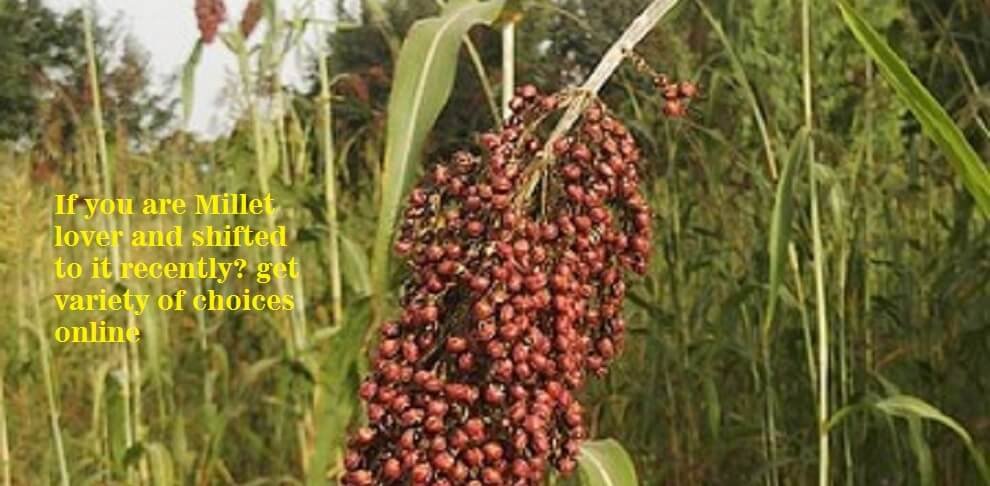 If you are Millet lover and shifted to it recently get variety of choices online
