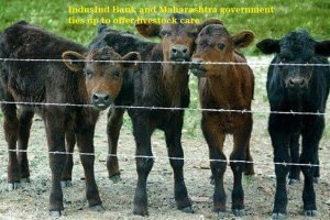 IndusInd Bank and Maharashtra government ties up to offer livestock care