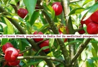God's Crown Fruit, popularity in India for its medicinal prosperities