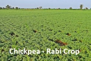 chickpea - Rabi Crop