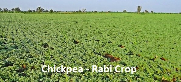 chickpea - Rabi Crop