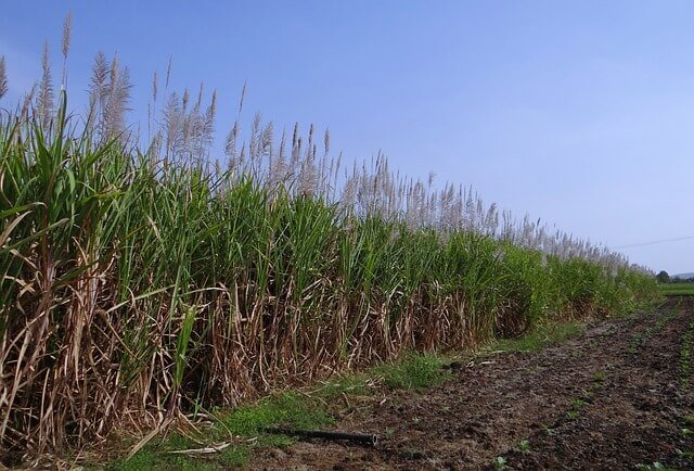 "sugarcane"