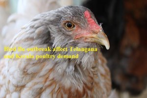 Bird flu outbreak in six states affect Telangana and Kerala poultry demand