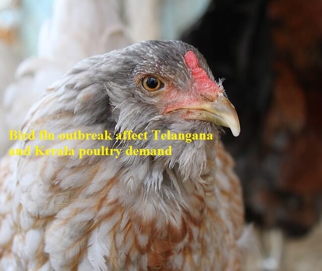 Bird flu outbreak in six states affect Telangana and Kerala poultry demand