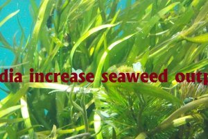 India increase seaweed output