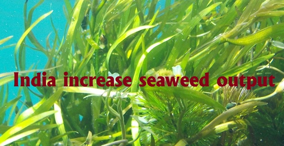 India increase seaweed output