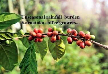 unseasonal rainfall has increased the burden of the Karnataka coffee growers