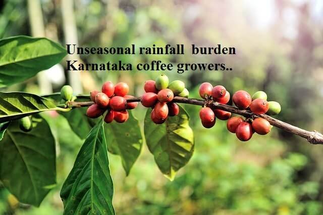 unseasonal rainfall has increased the burden of the Karnataka coffee growers