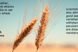 Good weather, fewer pest attacks leads India to set record in wheat output