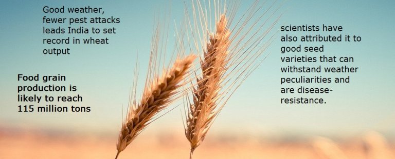 Good weather, fewer pest attacks leads India to set record in wheat output