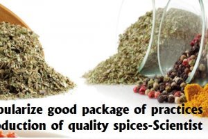 Popularize good package of practices for production of quality spices