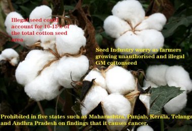 Seed Industry worry as farmers growing unauthorised GM cottonseed