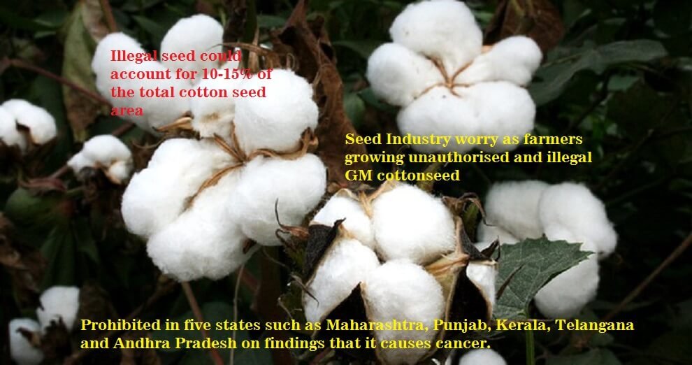 Seed Industry worry as farmers growing unauthorised GM cottonseed