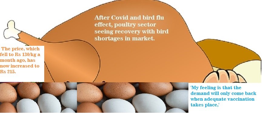 After Covid and bird flu effect, poultry sector seeing recovery with bird shortages in market