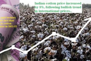 Indian cotton price increased by 5%, following bullish trend in international prices