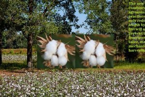 To combat pink bollworm, PJTSAU is developing single-pick cotton variety
