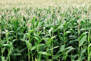 "Chinese Farmers grow Maize"