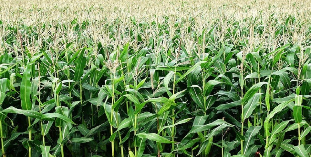 "Chinese Farmers grow Maize"