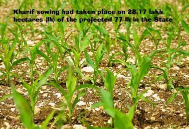 "Maize acreage increased by 41% in Karnataka"