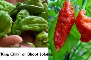 "Nagaland's 'King Chilli' or Bhoot Jolokia"