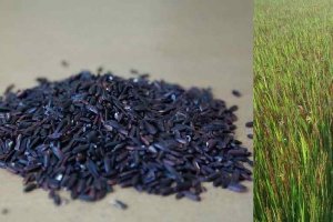 "Black Rice-Maniupur"