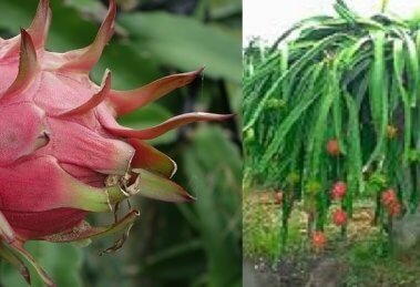 "Dragon fruit exported to united kingdom for first time"