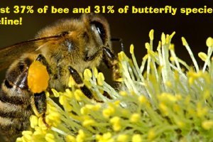 "where at least 37% of bee and 31% of butterfly species are in decline"