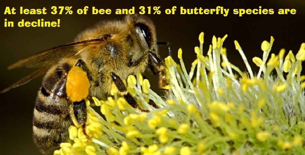 "where at least 37% of bee and 31% of butterfly species are in decline"