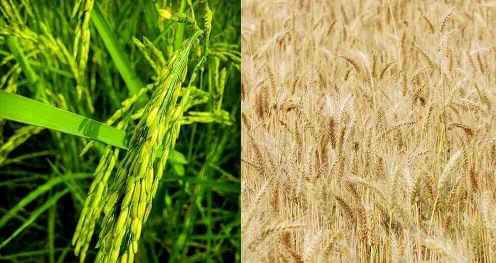 "Retail and wholesale market of Rice and Wheat Price fell down in august"