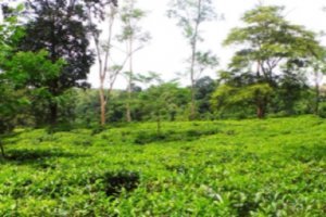 "Tea Board Fixed green leaf avarage price for August month"