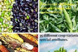 "35 varieties with special attributes climate change and malnutrition"