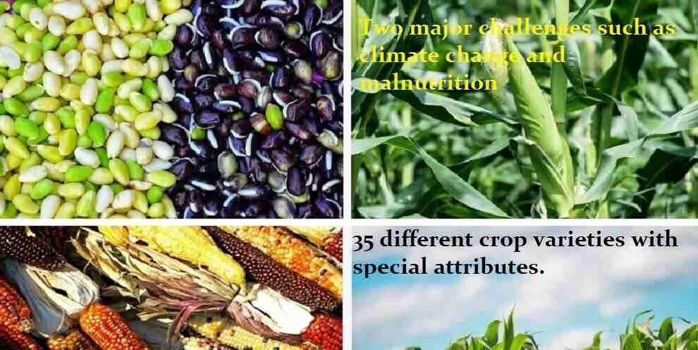 "35 varieties with special attributes climate change and malnutrition"