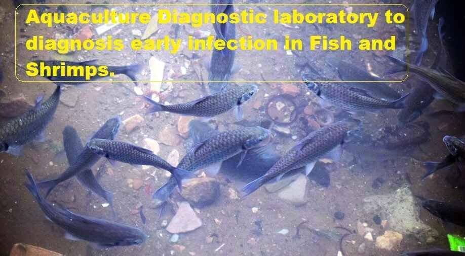 "Aquaculture laboratory to diagnose fish and shrimps"