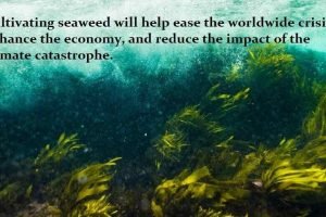 "Cultivating seaweed will help ease the worldwide crisis, enhance the economy, and reduce the impact of the climate catastrophe"