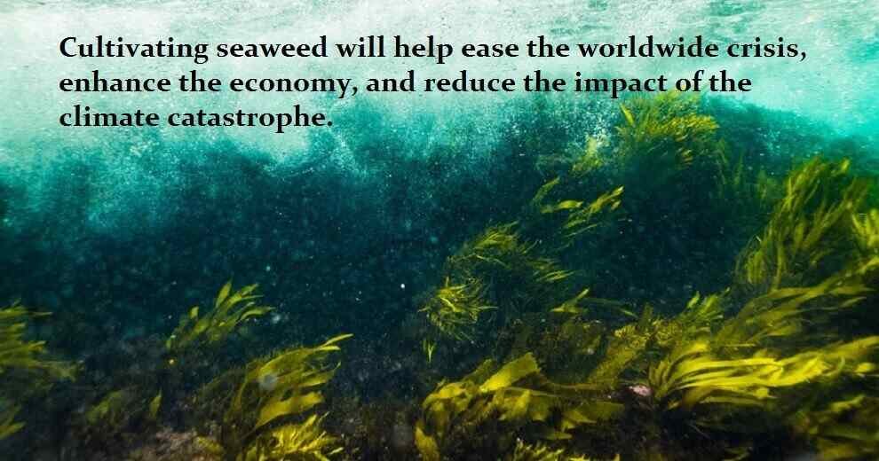 "Cultivating seaweed will help ease the worldwide crisis, enhance the economy, and reduce the impact of the climate catastrophe"