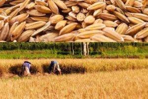 "Farmers face a new challenge as Centre will not purchase rabi production"