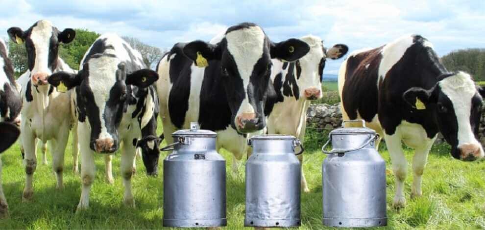 "Stellaps, a dairy tech startup, enter into milk procurement, begun in Kolar"
