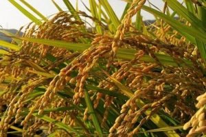 Rice scientists should work on varieties with multiple resistances to pests, diseases - ICAR