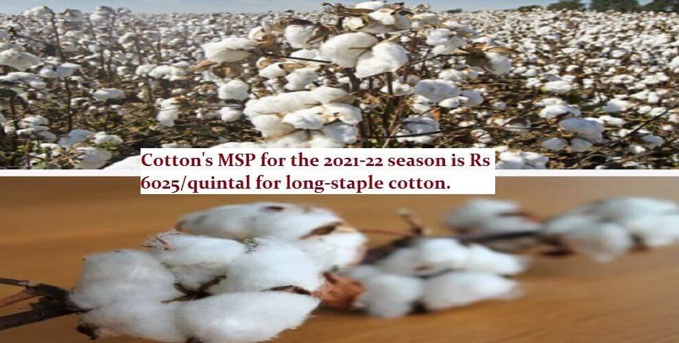 Cotton Price above MSP in 2021