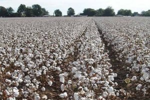 Cotton output in India expected 2percent increase at 360 lakh bales in 2021