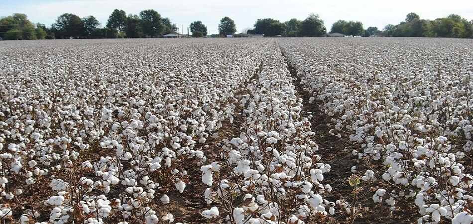 Cotton output in India expected 2percent increase at 360 lakh bales in 2021