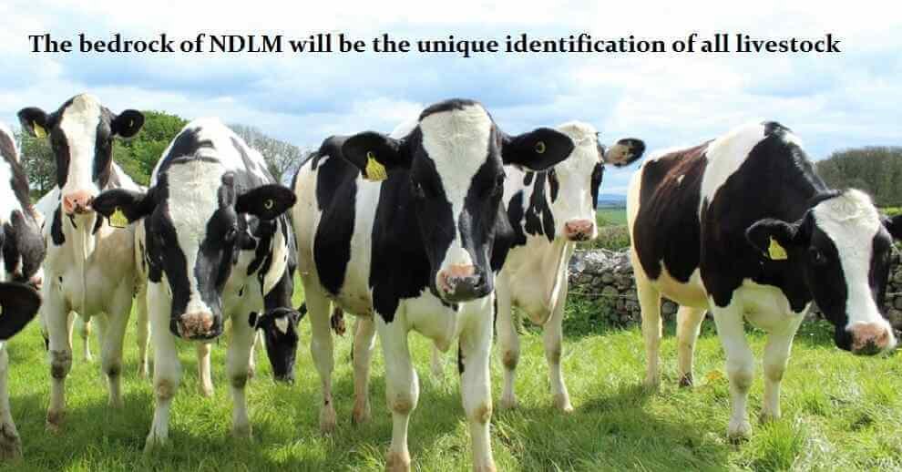 "NDLM will be the unique identification of all livestock-NDDB"
