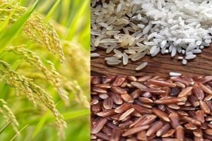 What is GM rice-Is it grown in India- Was it exported from India