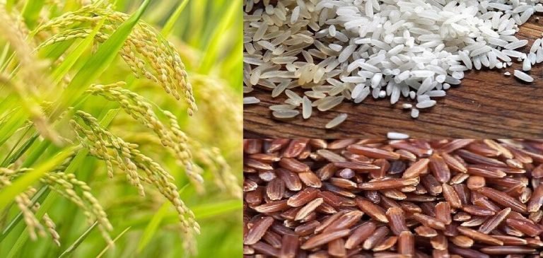 What is GM rice? Is it grown in India? Was it exported from India?