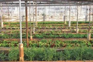 changing horticulture growers lives