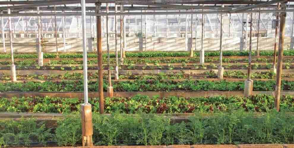 changing horticulture growers lives